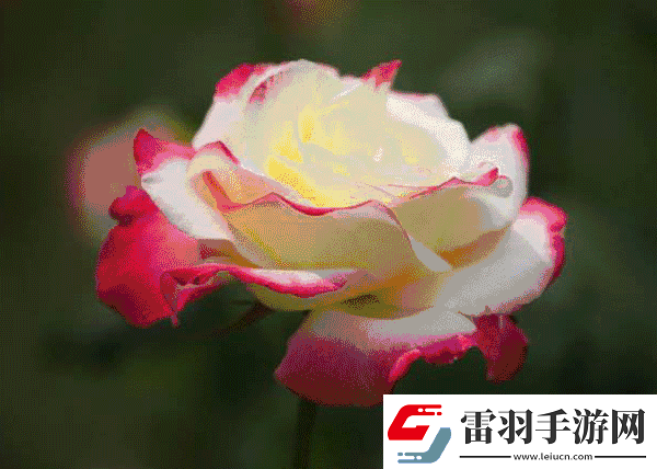 色彩变幻如梦如幻——动态色图