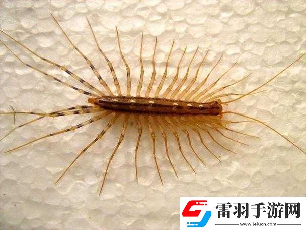 *黑毛逼——令人震惊的独特存在
