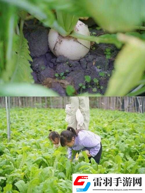 二人世界拔萝卜