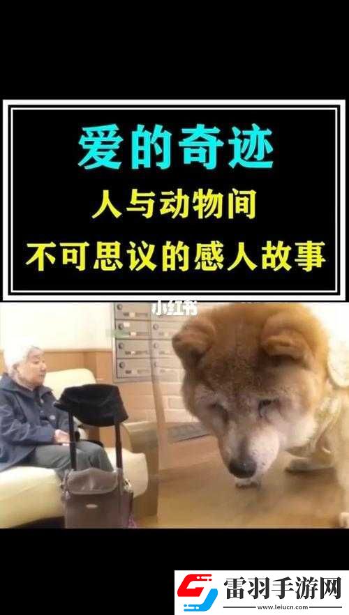 欧美人与动物交