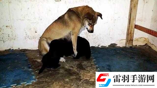 女人与公拘交酡全过程女免费