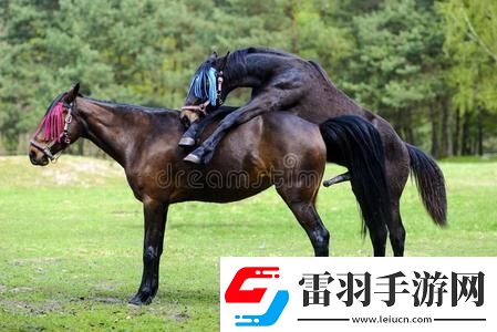 “交流配”奇葩说