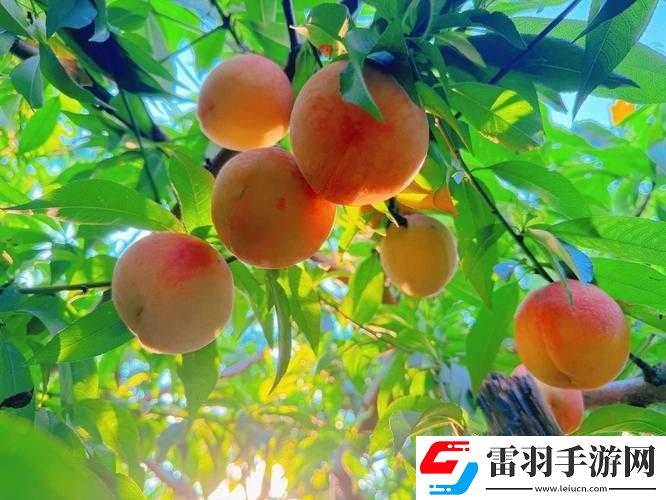 水蜜桃一品二品的独特魅力与非凡品鉴