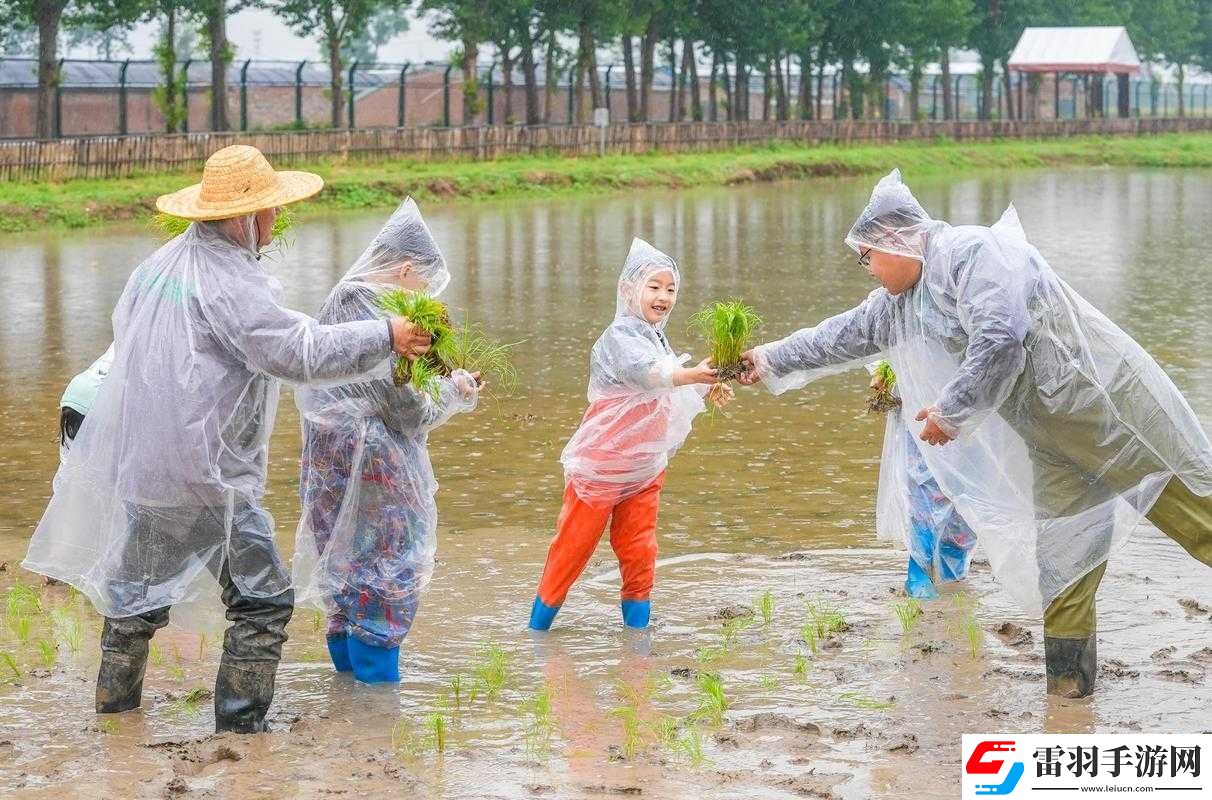 情侣在农田插秧