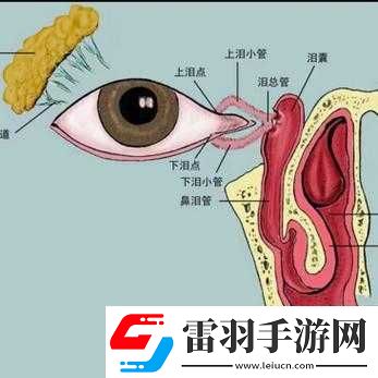 小洞需要大肉肠所指含义的深入探究