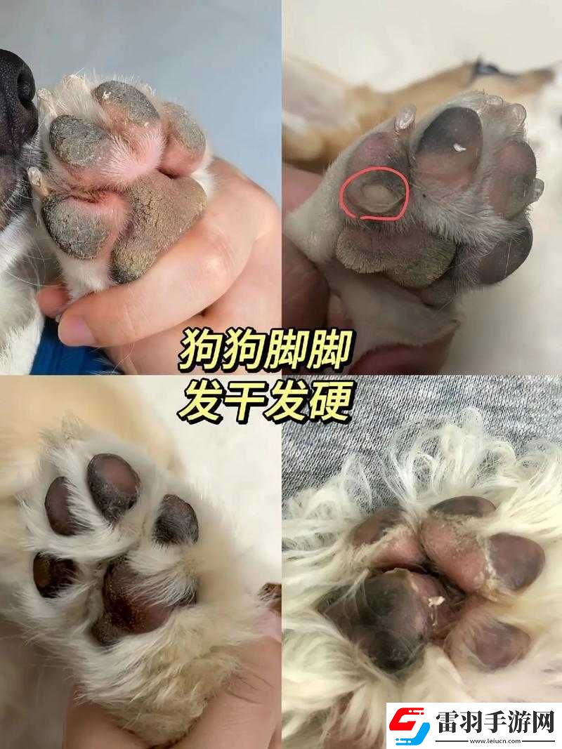 狗狗的东西又硬又烫这到底是什么情况令人费解