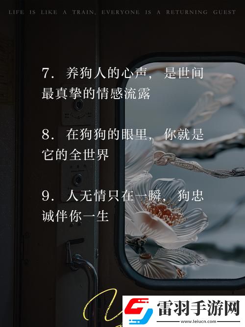 养狗人必看！如何用一句走心文案改变人宠关系