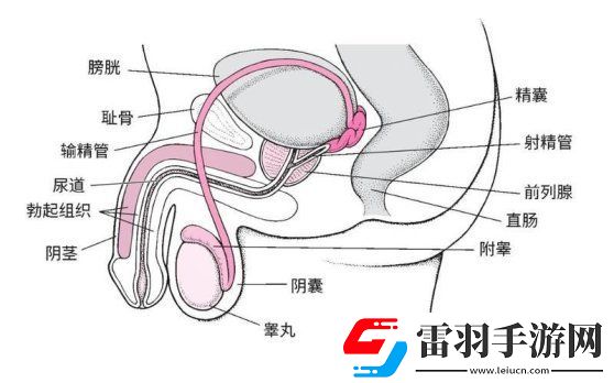 2025年阴囊根部定位新指南！友直呼这位置竟然藏了秘密