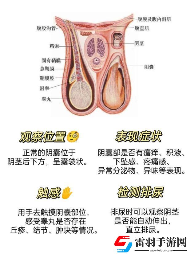 2025年阴囊根部定位新指南！友直呼这位置竟然藏了秘密